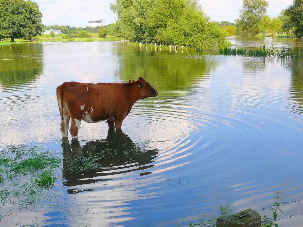 Lippe-Hochwasser 2007