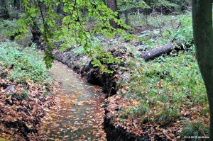 Barloer Busch: Land unter!