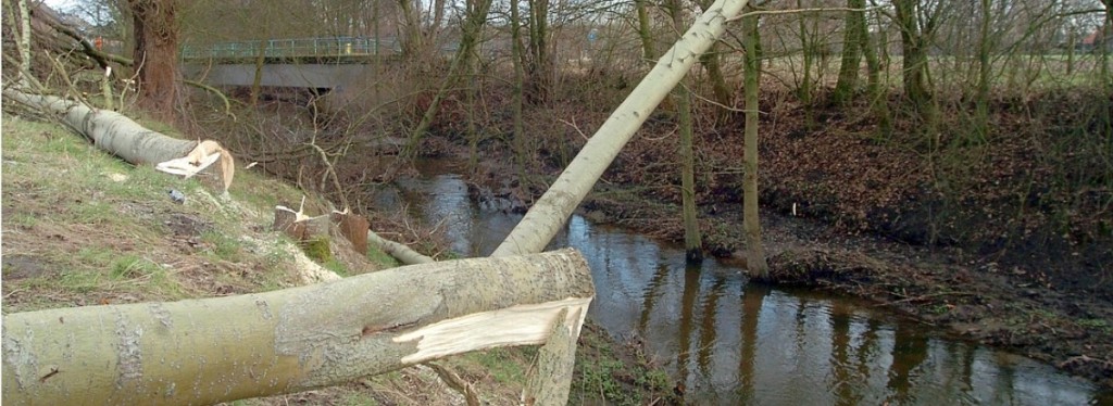 Rodungsarbeiten am Bachlauf; Foto; Ralph Heeger (WAZ)