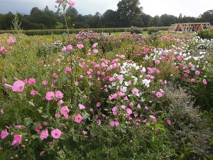 Eigens angelegte Blumenwiese