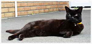 Manche bekreuzigen sich, wenn ihnen die schwarze Katze über den Weg läuft