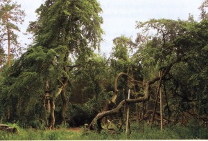 Hexenbuchen; Foto: Archiv Biermann