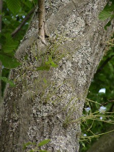 Eichenprozessionsspinner am Baum