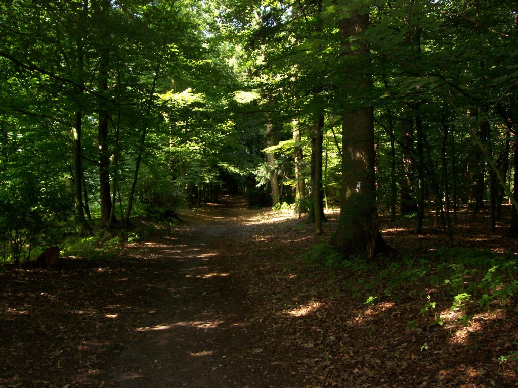 Weg zum Friedhof im "Judenbusch" 2012; Foto: Wolf Stegemann