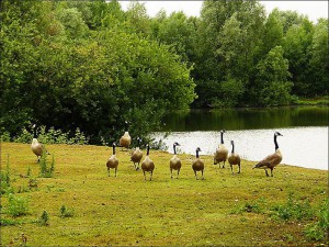 Gänse am See