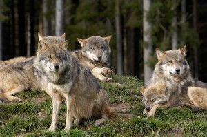 Wölfe sind in den Wäldern wieder heimisch geworden